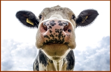 Curious cow with a nose full of freckles